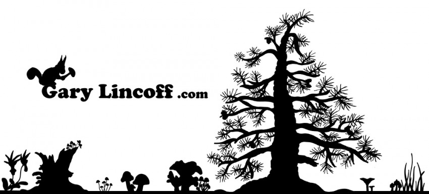forestscene
