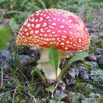 muscaria
