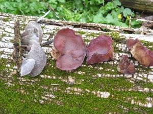fresh wood-ears, Auricularia auricula