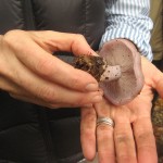 Blewit