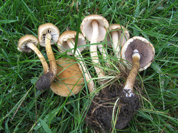 Psathyrella velutina