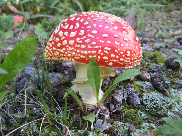 Fly-Agaric Amanita (muscaria)