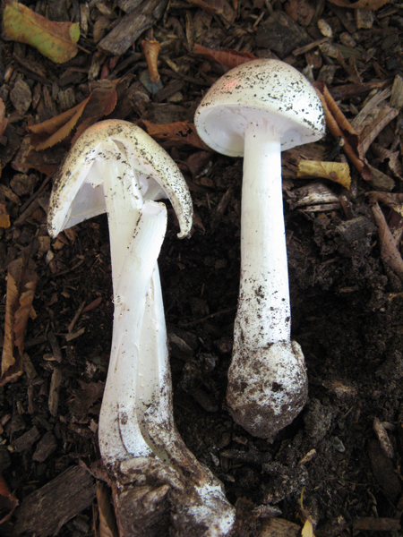 Destroying Angel Amanita
