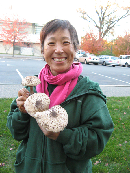 Shaggy Parasol, Macrolepiota rhacodes