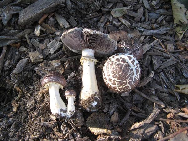 Stropharia rugosoannulata