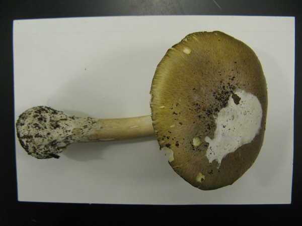 Death Cap Amanita