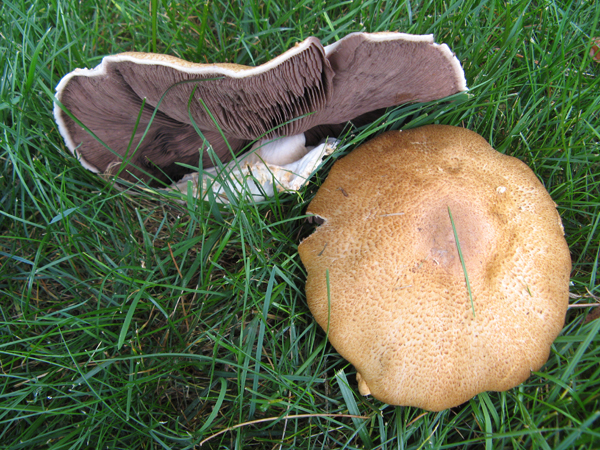Agaricus subrufescens