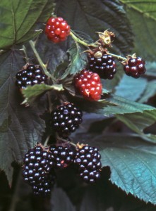 Blackberries