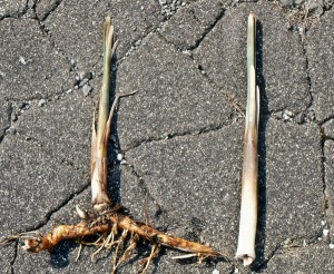 CattailShoot&Root