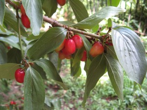 CornCherryRipe