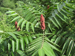 Rhus
