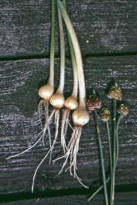 Wild Garlic