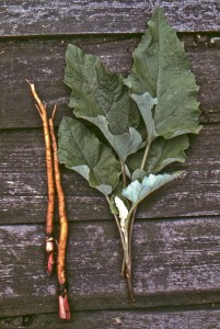 Burdock
