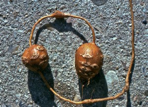 American Groundnut