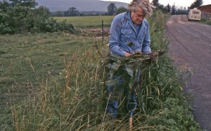 Euell Gibbons and wild Horseradish