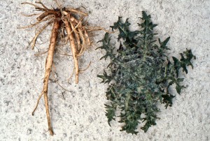 Thistle