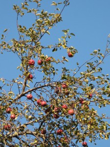 WildAppleTree