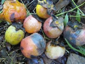 WildPersimmons