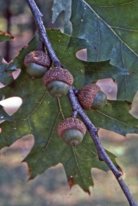 acorns