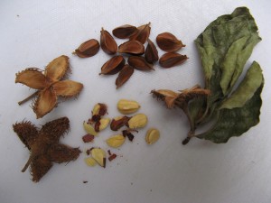 beechnuts