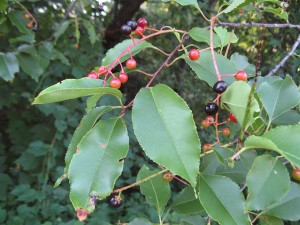 blackCherry