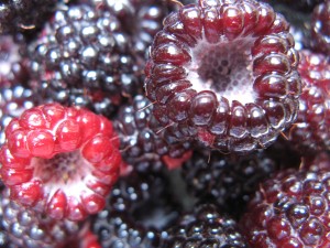 blackRaspberry