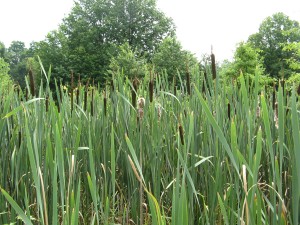 cattail2