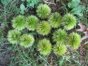 chestnuts