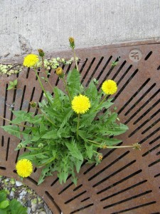 dandelionStreet