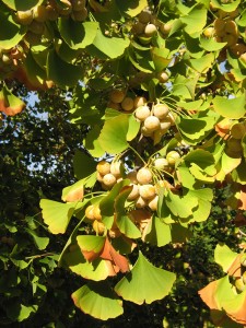 ginkgo