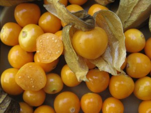 groundCherry