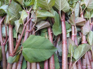 japKnotLeaves