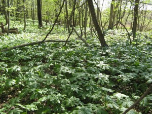 mayappleWoods