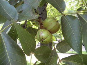 mockernut