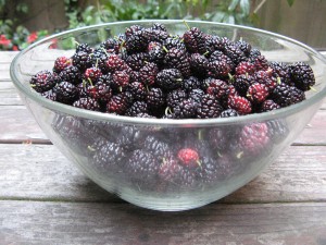 mulberriesRP