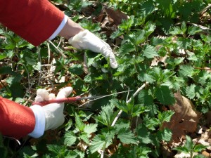 nettlesGathering