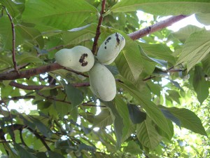 pawpaw