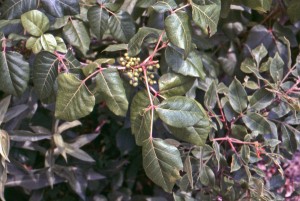 poisonIvyFruit
