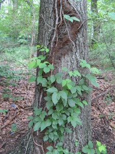 poisonIvyRope