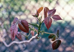poisonIvySpring
