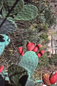 pricklyPearCactus