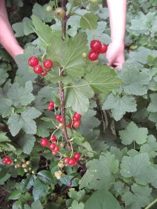 redCurrant