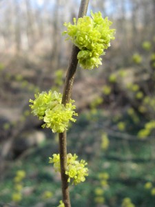 spiceBush