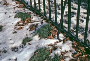 wildGarlicWinter