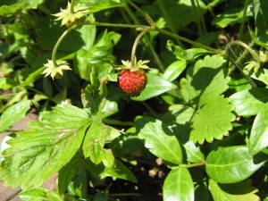 wildStrawberryCloisters