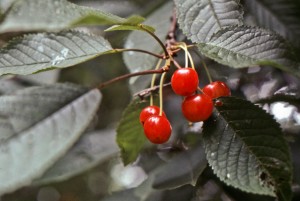 wildSweetCherry