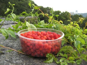 wineberryQuart