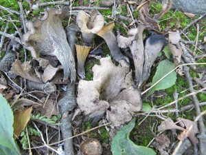 black trumpets