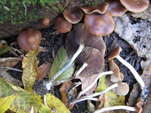 Psilocybe2