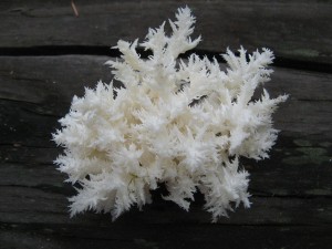 HericiumSOMA
